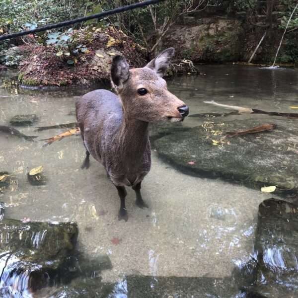Île Miyajima