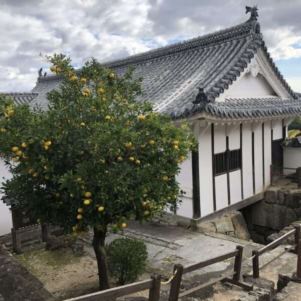 Château du héron blanc à Himeji