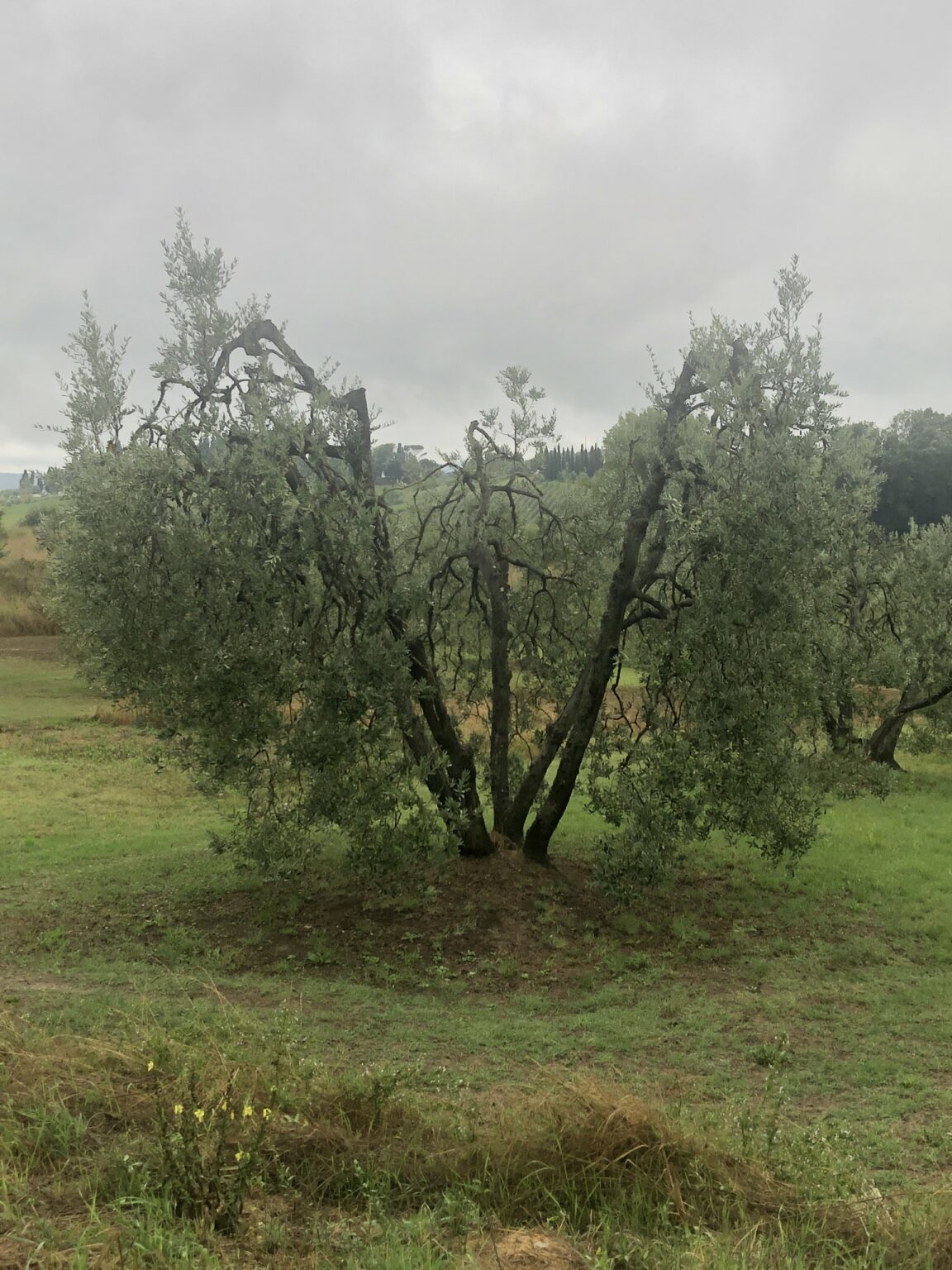 Oliviers de Toscane