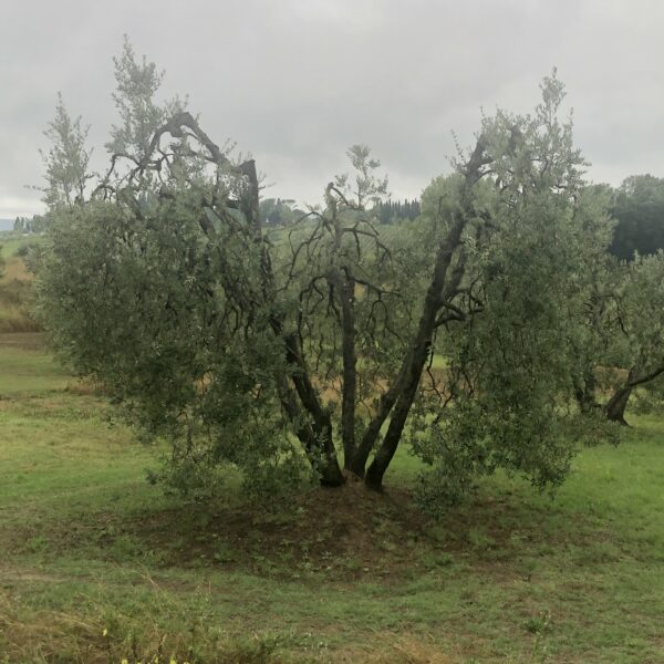 Oliviers de Toscane