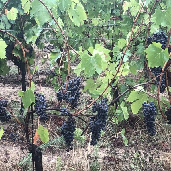 Vignes de Toscane