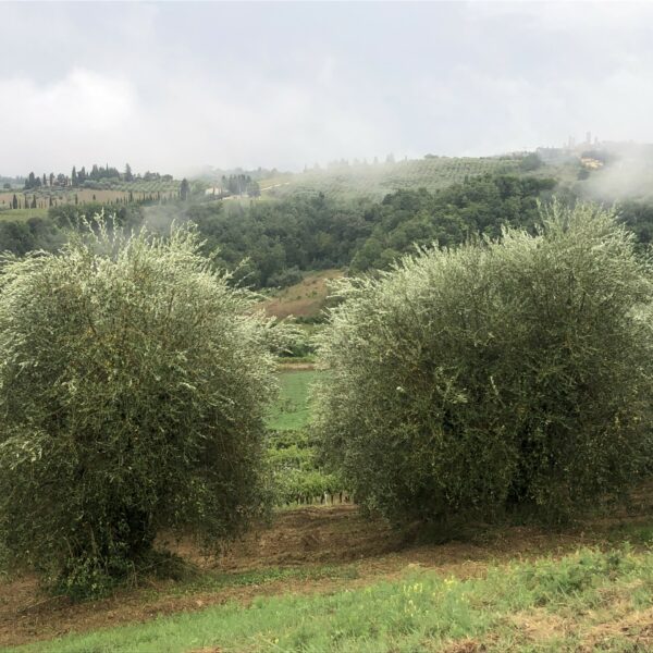 Toscane