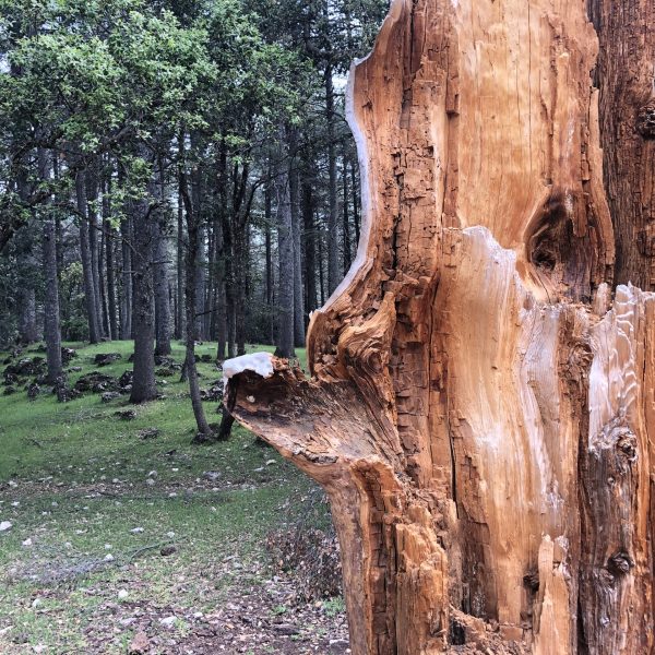Forêt de cèdres d'Azrou