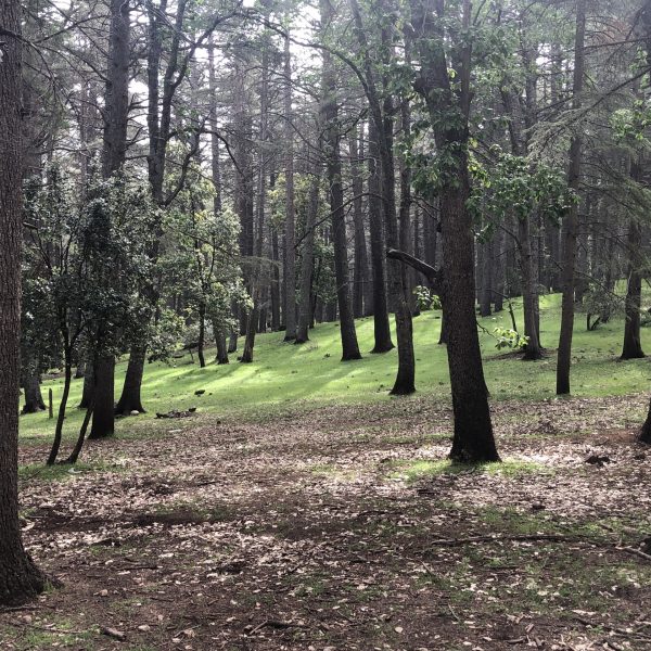 Forêt de cèdres d'Azrou