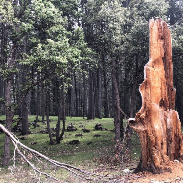 Forêt de cèdres d'Azrou