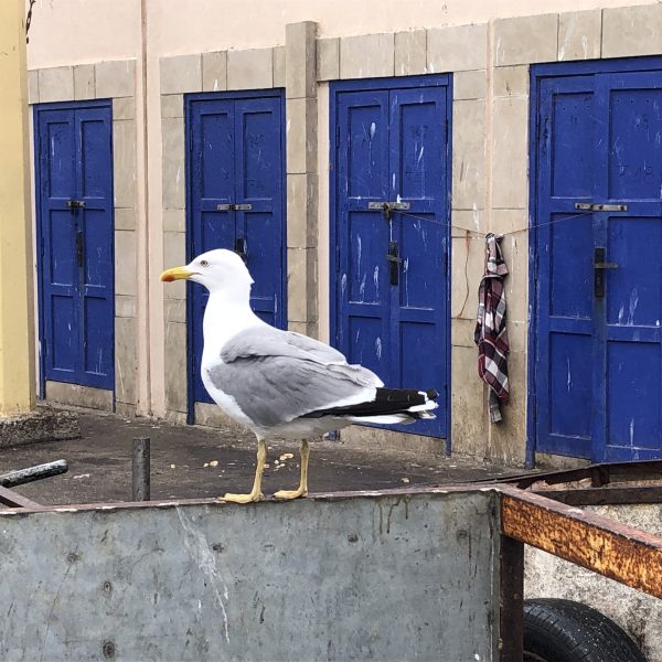 Port de Essaouira