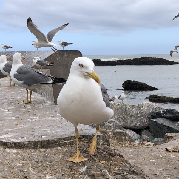 Essaouira