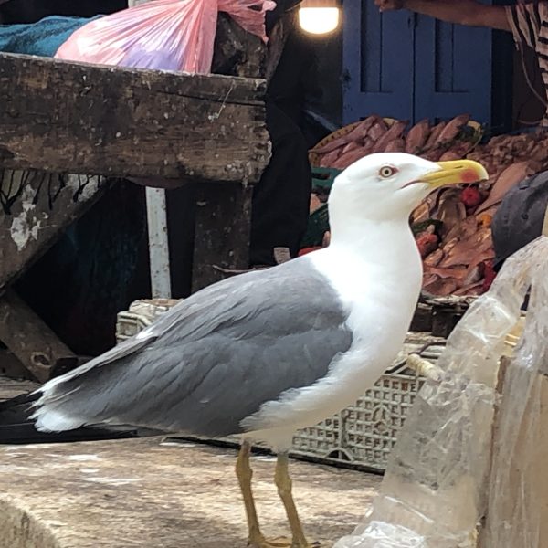 Essaouira
