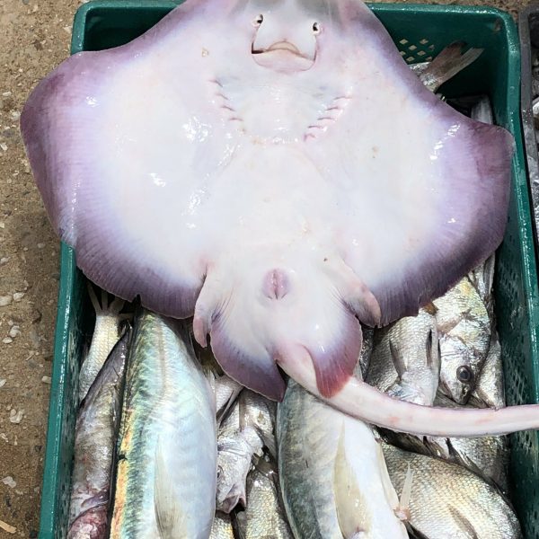 Lagune de Merdja Zerga à Moulay Bousselham
