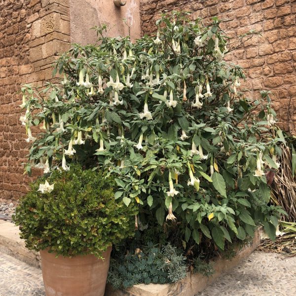 Kasbah des Oudaïa à RABAT