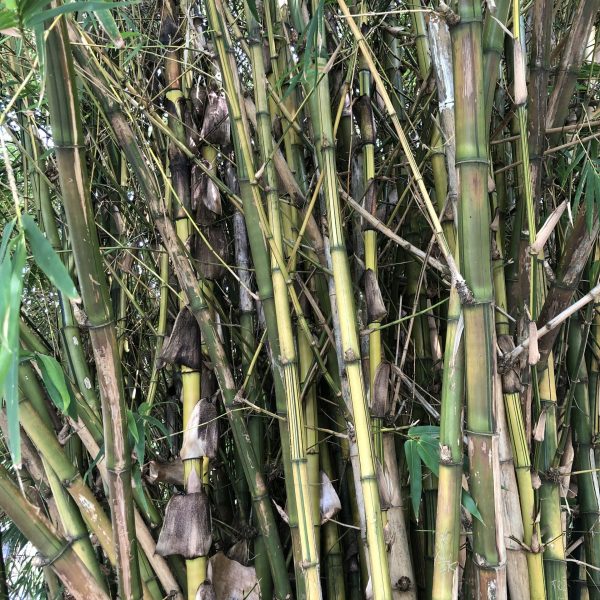 Hanoï