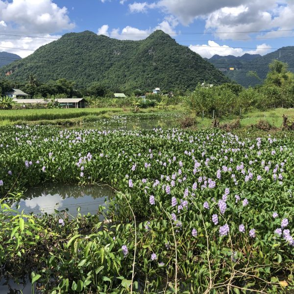 Mai Chau