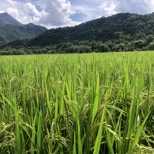 Mai Chau