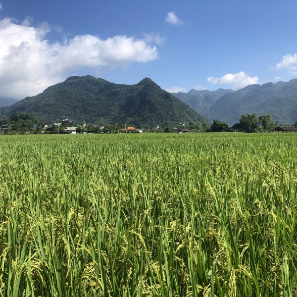 Mai Chau