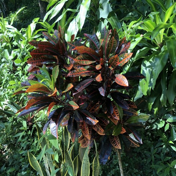 Mai Chau