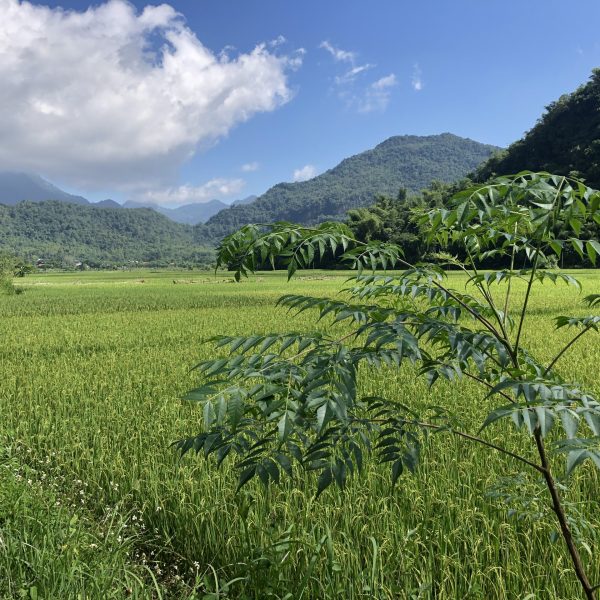 Mai Chau